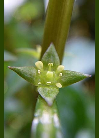 Pflanzenbild gross Kents Heusenkraut - Ludwigia xkentiana