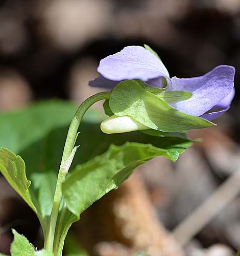 Pflanzenbild gross Wunder-Veilchen - Viola mirabilis