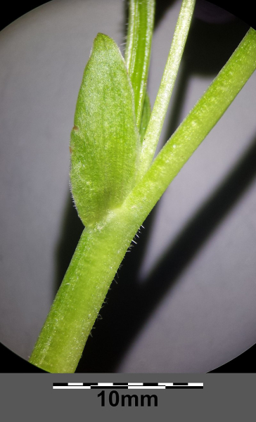 Pflanzenbild gross Wunder-Veilchen - Viola mirabilis