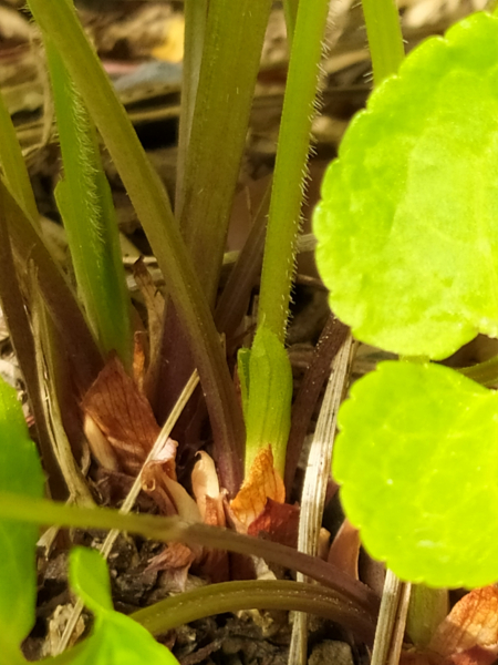 Pflanzenbild gross Wunder-Veilchen - Viola mirabilis