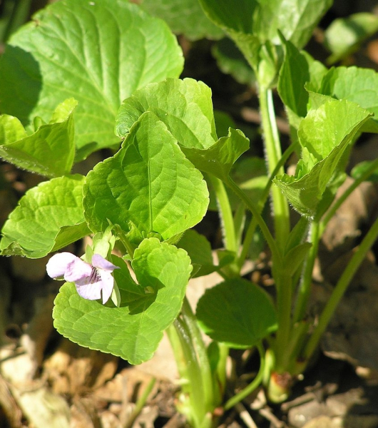 Pflanzenbild gross Wunder-Veilchen - Viola mirabilis