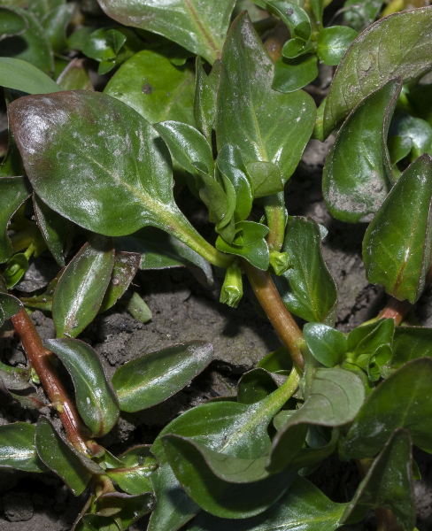 Pflanzenbild gross Heusenkraut - Ludwigia palustris