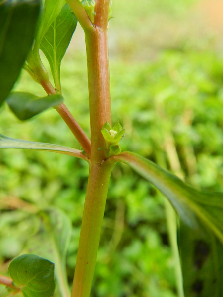 Pflanzenbild gross Heusenkraut - Ludwigia palustris