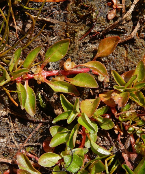 Pflanzenbild gross Heusenkraut - Ludwigia palustris