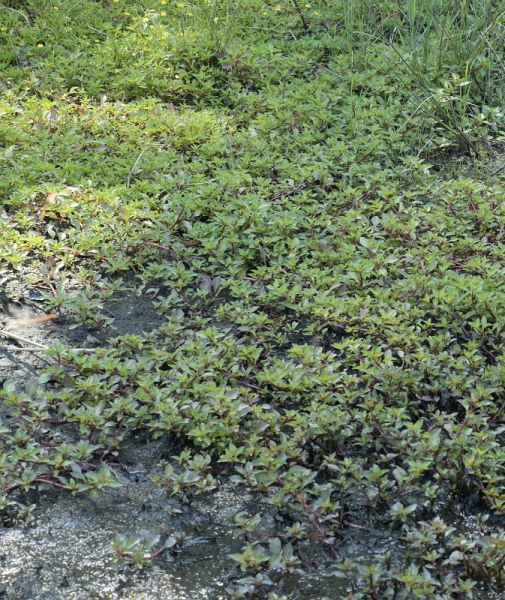 Pflanzenbild gross Heusenkraut - Ludwigia palustris