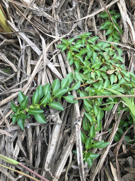 Pflanzenbild gross Heusenkraut - Ludwigia palustris