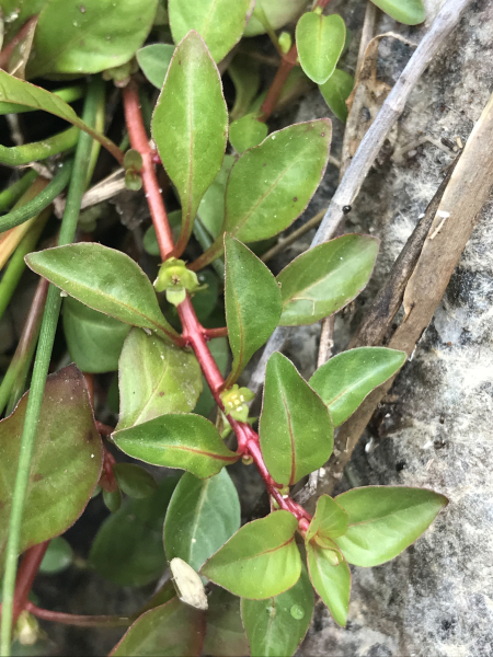 Pflanzenbild gross Heusenkraut - Ludwigia palustris