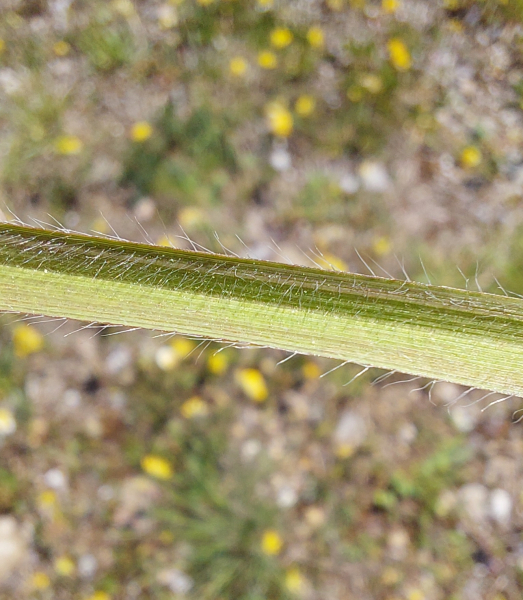 Pflanzenbild gross Aufrechte Trespe - Bromus erectus