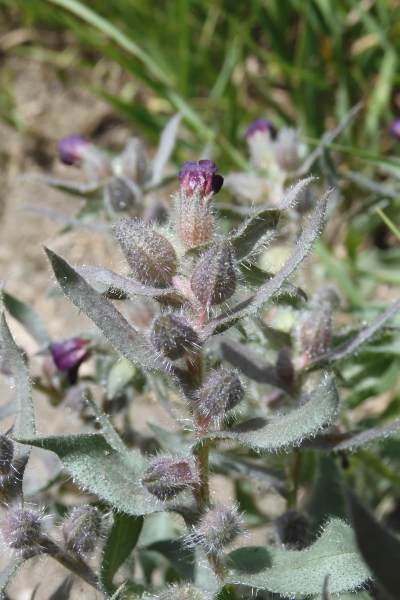 Pflanzenbild gross Braunes Mönchskraut - Nonea erecta