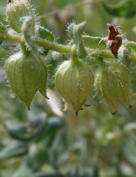 Pflanzenbild gross Braunes Mönchskraut - Nonea erecta