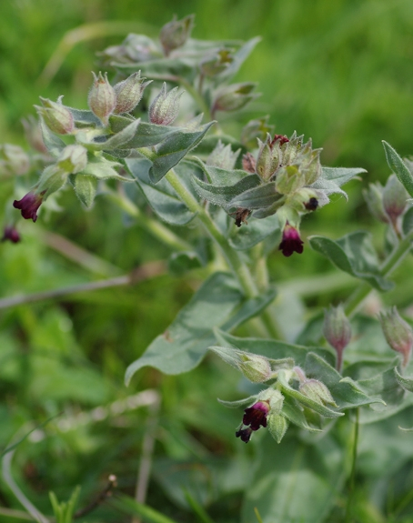 Pflanzenbild gross Braunes Mönchskraut - Nonea erecta
