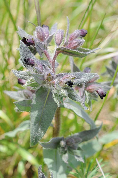 Pflanzenbild gross Braunes Mönchskraut - Nonea erecta