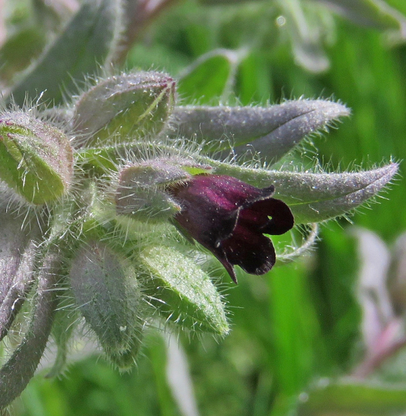 Pflanzenbild gross Braunes Mönchskraut - Nonea erecta