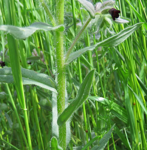 Pflanzenbild gross Braunes Mönchskraut - Nonea erecta