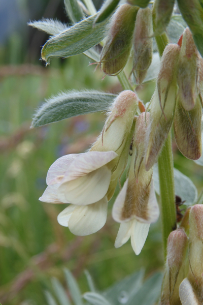 Pflanzenbild gross Ungarische Wicke - Vicia pannonica