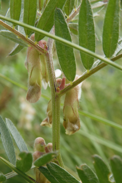 Pflanzenbild gross Ungarische Wicke - Vicia pannonica