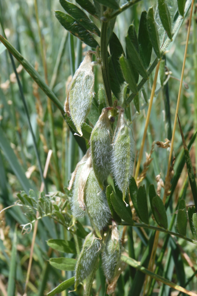Pflanzenbild gross Ungarische Wicke - Vicia pannonica