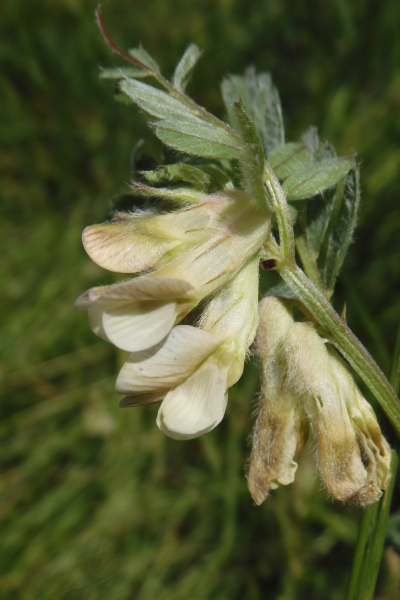 Pflanzenbild gross Ungarische Wicke - Vicia pannonica