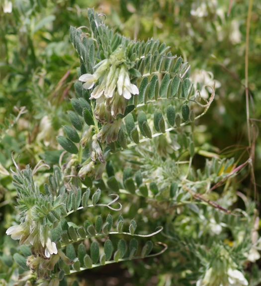 Pflanzenbild gross Ungarische Wicke - Vicia pannonica