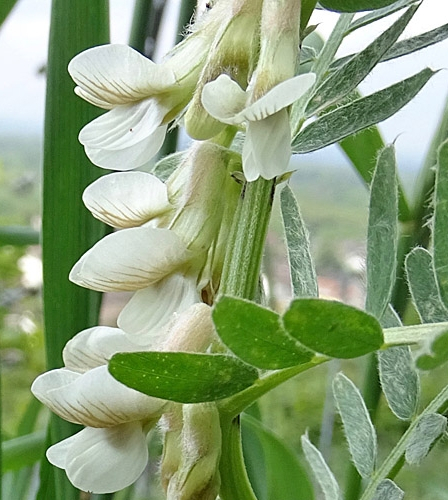 Pflanzenbild gross Ungarische Wicke - Vicia pannonica
