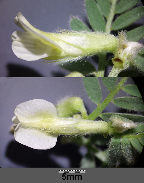 Pflanzenbild gross Ungarische Wicke - Vicia pannonica