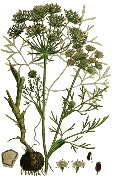 Pflanzenbild gross Erdkastanie - Bunium bulbocastanum