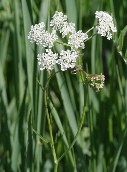 Pflanzenbild gross Erdkastanie - Bunium bulbocastanum