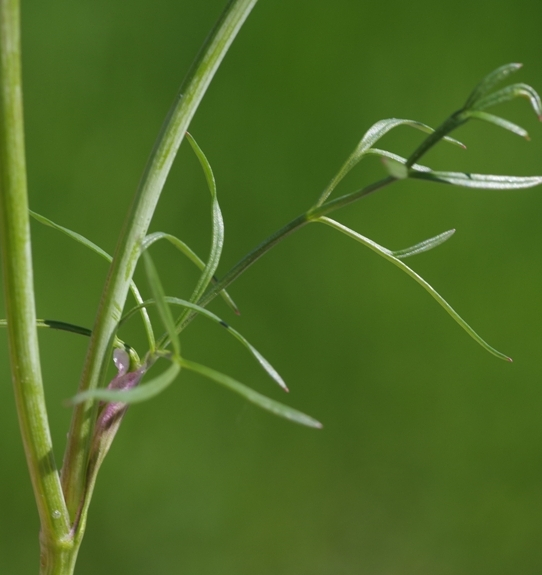 Pflanzenbild gross Erdkastanie - Bunium bulbocastanum