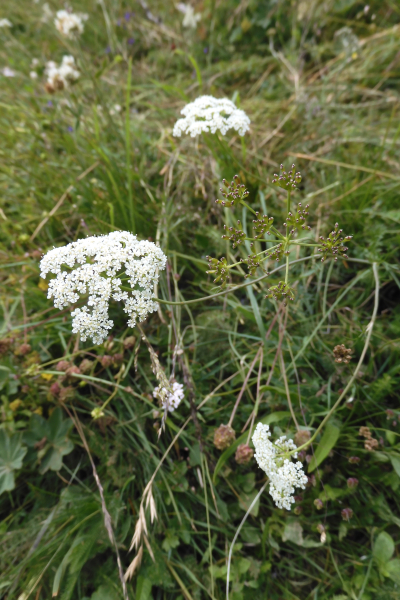Pflanzenbild gross Erdkastanie - Bunium bulbocastanum