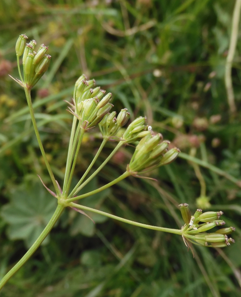 Pflanzenbild gross Erdkastanie - Bunium bulbocastanum