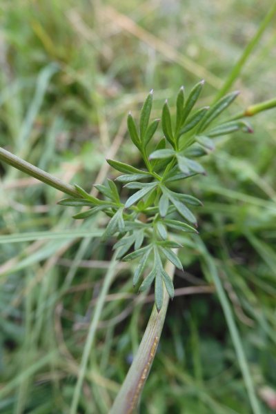 Pflanzenbild gross Erdkastanie - Bunium bulbocastanum