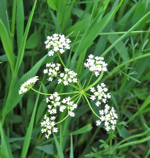 Pflanzenbild gross Erdkastanie - Bunium bulbocastanum