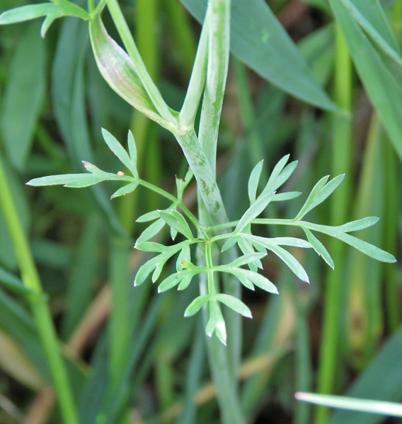 Pflanzenbild gross Erdkastanie - Bunium bulbocastanum