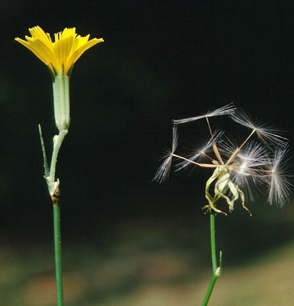 Pflanzenbild gross Ruten-Knorpelsalat - Chondrilla juncea