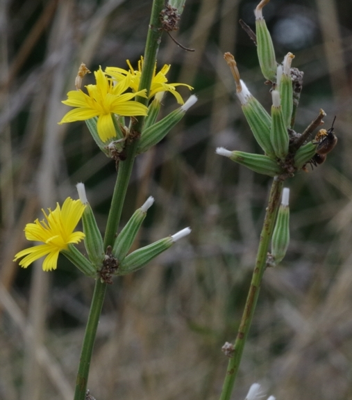 Pflanzenbild gross Ruten-Knorpelsalat - Chondrilla juncea