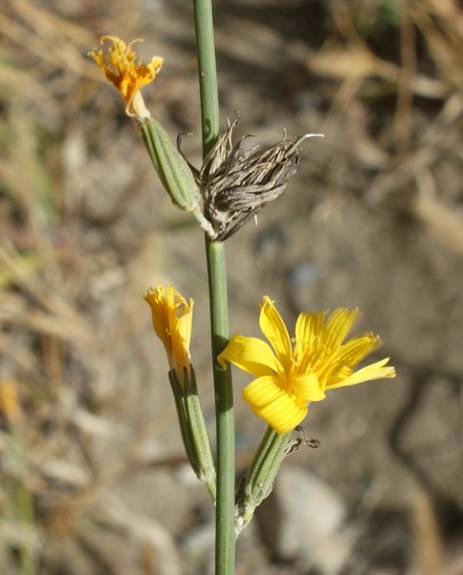 Pflanzenbild gross Ruten-Knorpelsalat - Chondrilla juncea