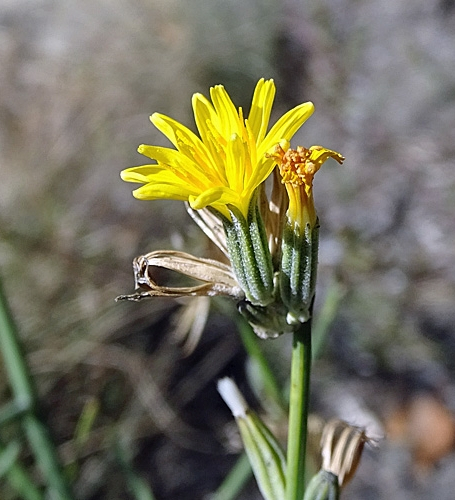 Pflanzenbild gross Ruten-Knorpelsalat - Chondrilla juncea