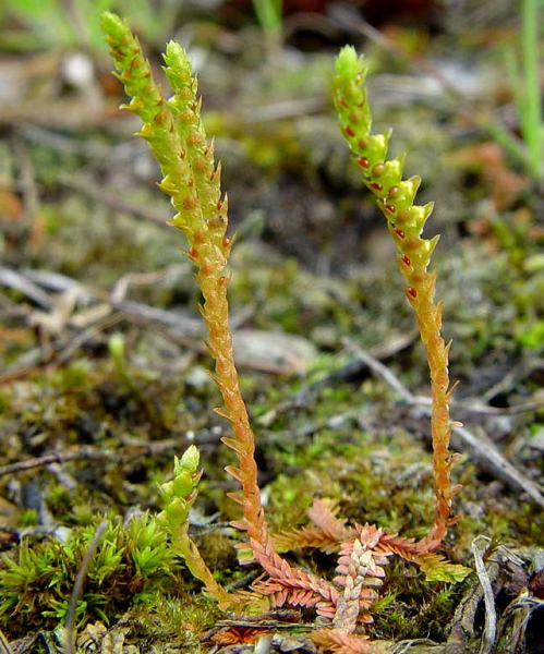 Pflanzenbild gross Schweizer Moosfarn - Selaginella helvetica