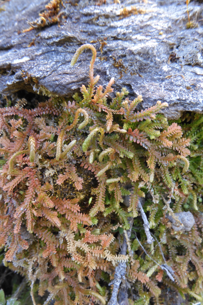 Pflanzenbild gross Schweizer Moosfarn - Selaginella helvetica