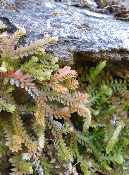 Pflanzenbild gross Schweizer Moosfarn - Selaginella helvetica
