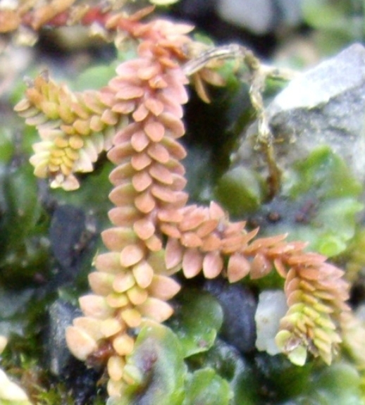 Pflanzenbild gross Schweizer Moosfarn - Selaginella helvetica