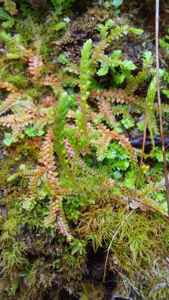 Pflanzenbild gross Schweizer Moosfarn - Selaginella helvetica