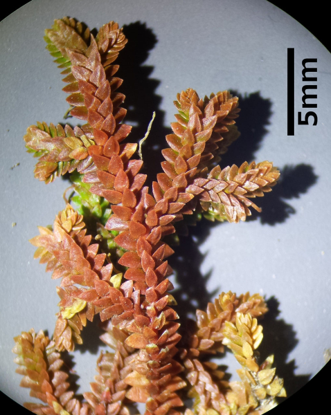 Pflanzenbild gross Schweizer Moosfarn - Selaginella helvetica