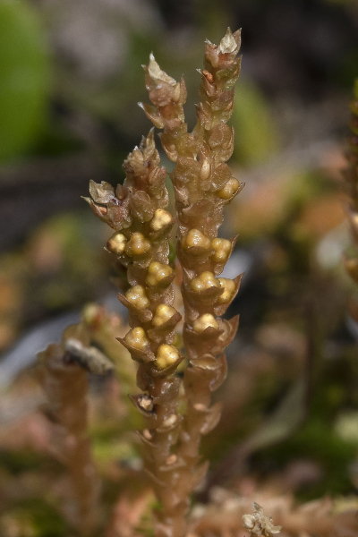 Pflanzenbild gross Schweizer Moosfarn - Selaginella helvetica