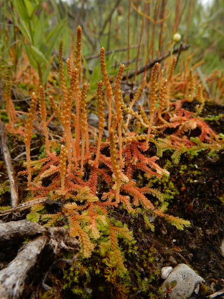 Pflanzenbild gross Schweizer Moosfarn - Selaginella helvetica
