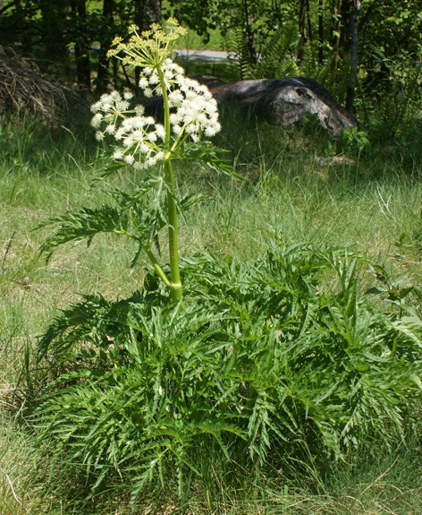 Pflanzenbild gross Striemensame - Molopospermum peloponnesiacum