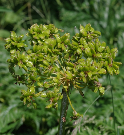Pflanzenbild gross Striemensame - Molopospermum peloponnesiacum