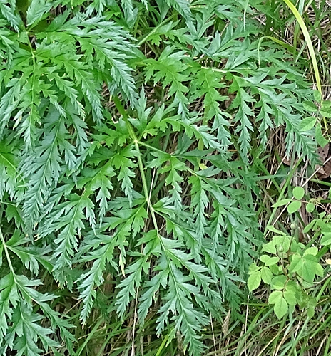 Pflanzenbild gross Striemensame - Molopospermum peloponnesiacum