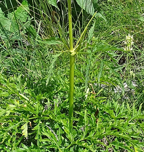 Pflanzenbild gross Striemensame - Molopospermum peloponnesiacum