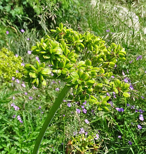 Pflanzenbild gross Striemensame - Molopospermum peloponnesiacum